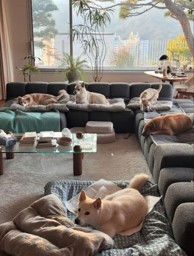 가수 이상순이 아내인 가수 이효리와 함께 사는 집을 공개했다./사진=이상순 SNS